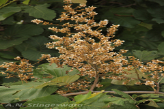 Spatholobus purpureus